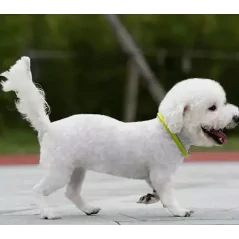 Collier réglable avec lumière led Collier réglable avec lumière led